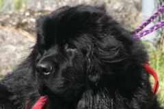 2007