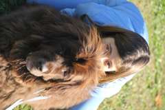 PPV Gland