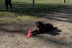 BCF84B6C-8A8A-453F-9804-5E751094155E_1_201_a