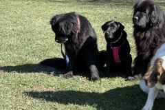 C4A27C11-F692-4F59-8152-FB6EE9B98993_1_201_a