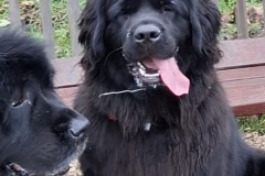 815177d2-e9d1-48b3-a7a7-7c75150dd508-2