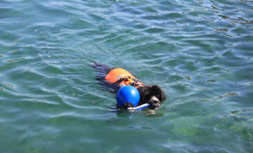 8 septembre 2024, entraînement à l’eau à la Belotte, 10h00