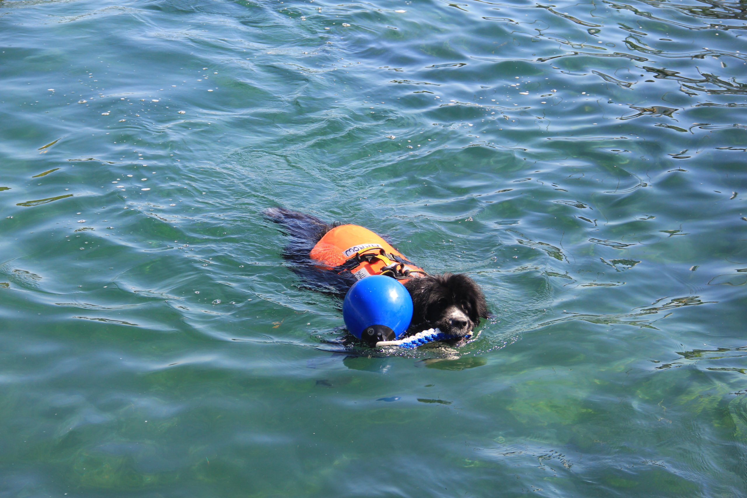 01 octobre 2023, entraînement à l’eau à Rolle, 10h00